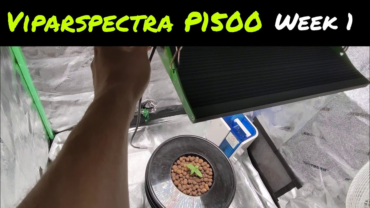 Viparspectra Pro Series P1500 | Week 1 | Blue Diesel Autoflower