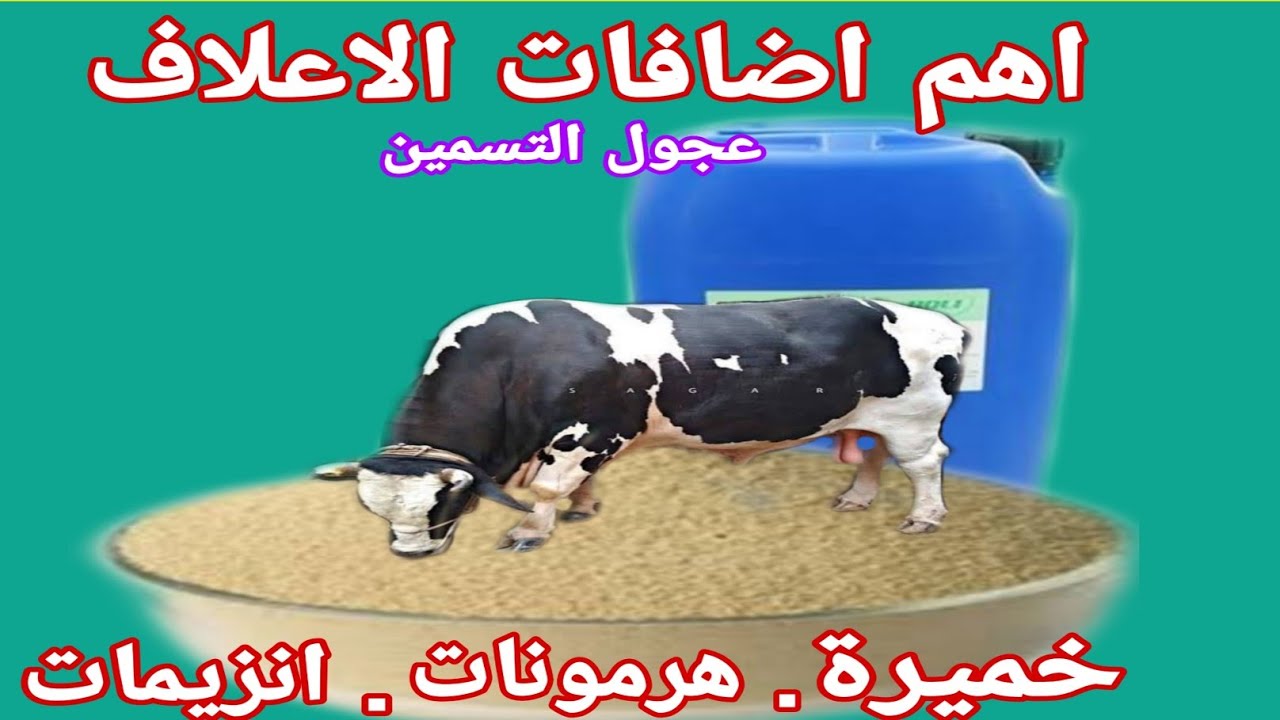 اهم اضافات الاعلاف العجول والابقار.(الخميرة.الانزيمات.والهرمونات.و...).اسرار ذهبية مع د/السيد الطوخي