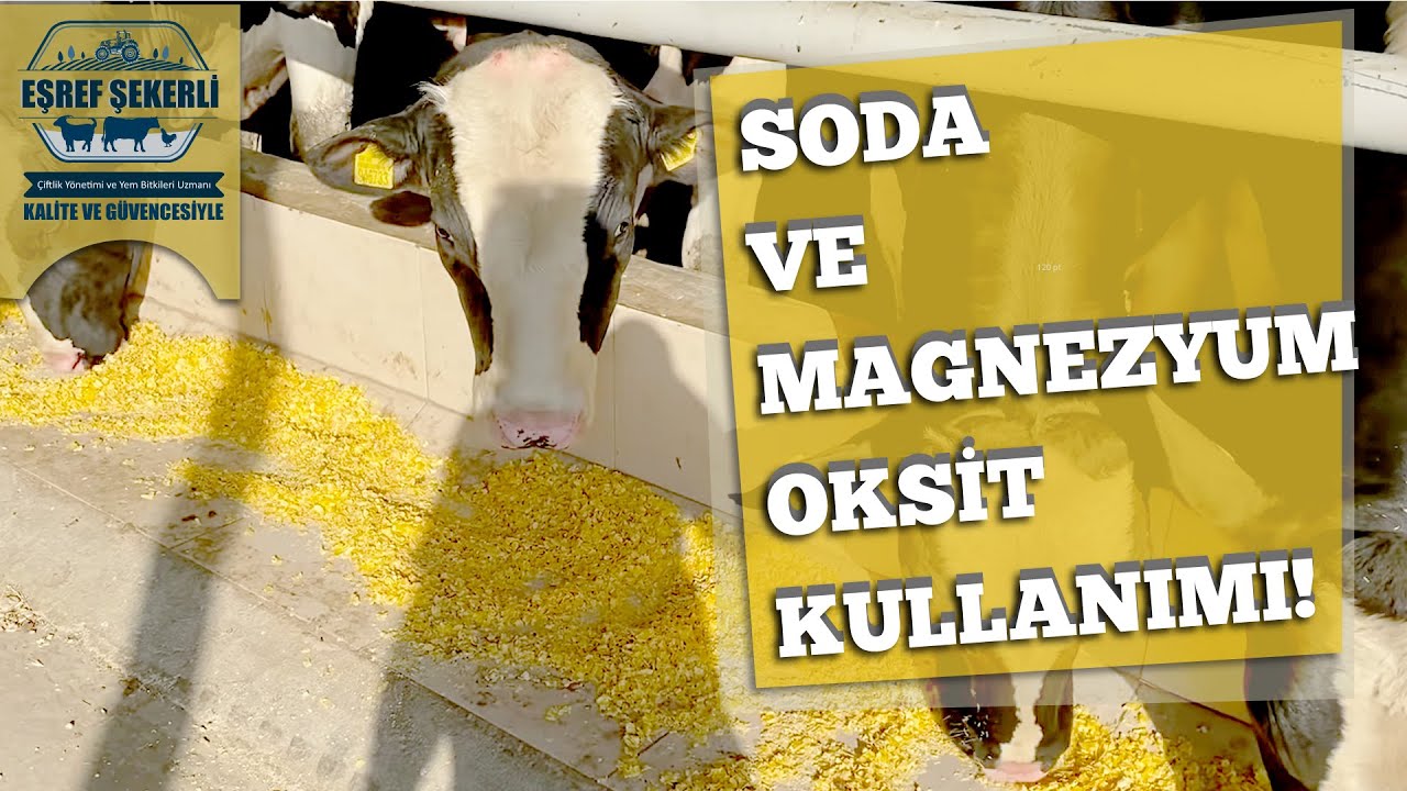Besi Hayvanlarında Soda ve Magnezyum Oksit Kullanımı! #Besi #MagnezyumOksit