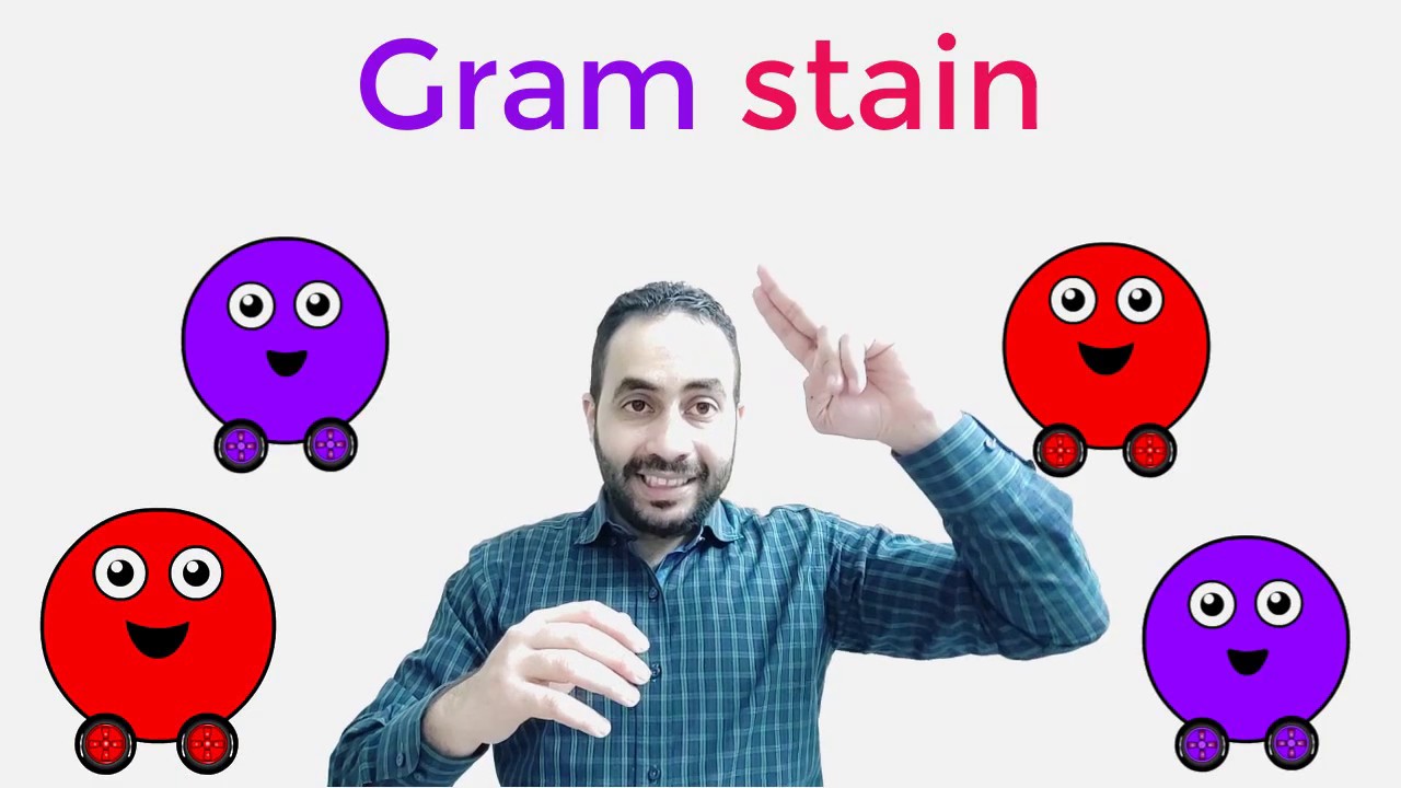 Microbiology: Bacterial gram staining صبغ جرام للبكتريا