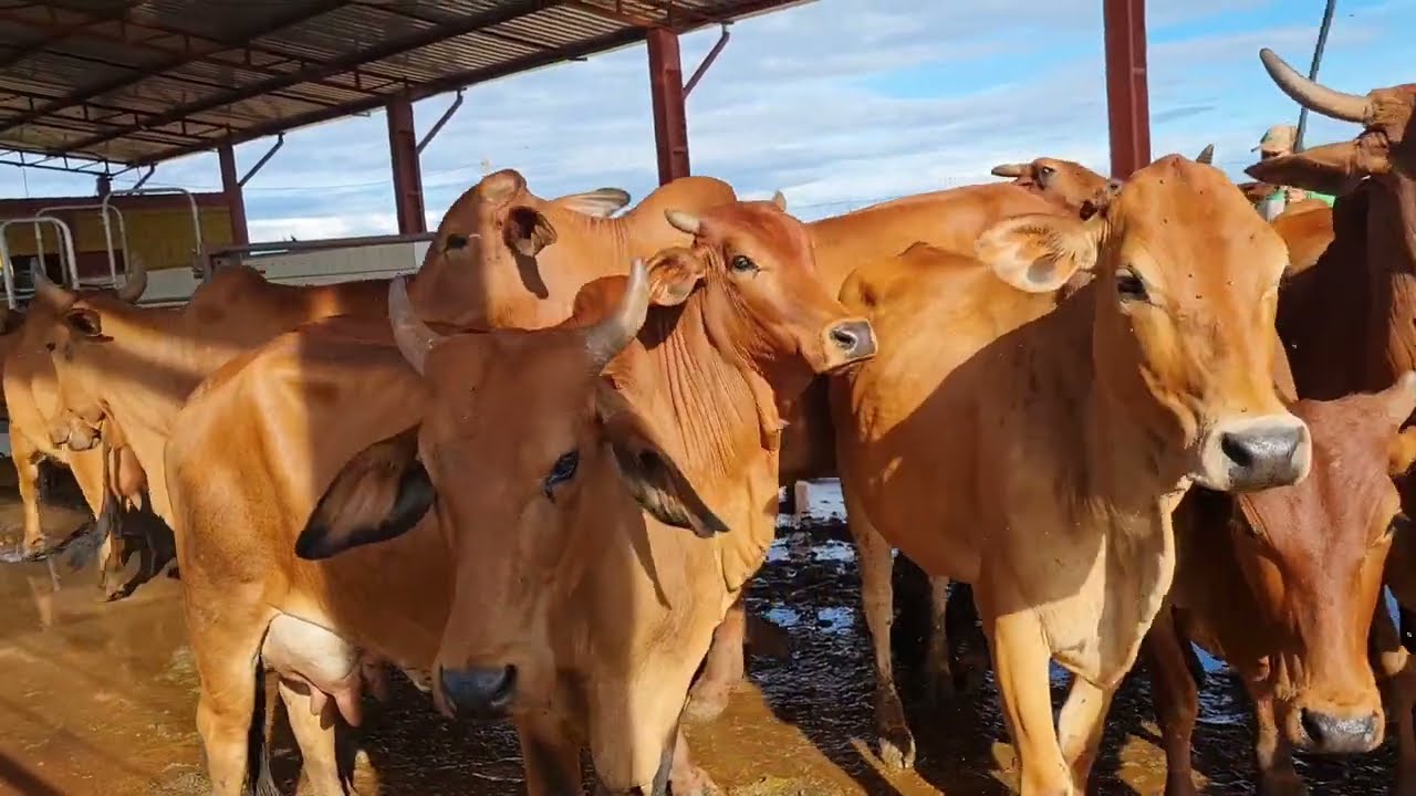 SINDI em ORDENHA - desvantagens e vantagens ! Cruzamentos para leite