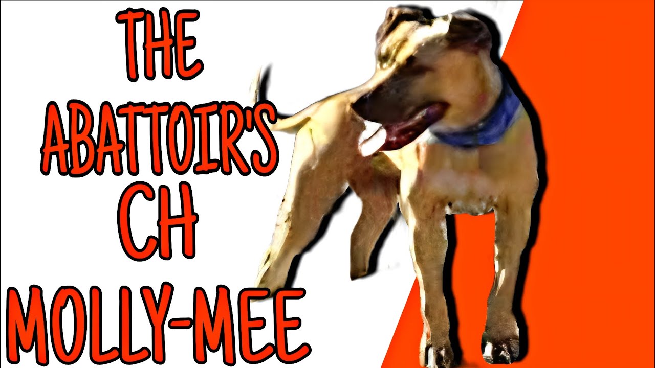 Бойцовская собака CH Молли-Ми - История бойцовского питбуля #apbt #pitbull #fighting