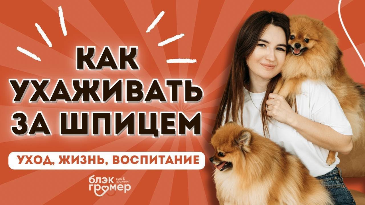 Как ухаживать за шпицем | груминг шпица | порода шпиц | Юлия Дягель Блэкгрумер