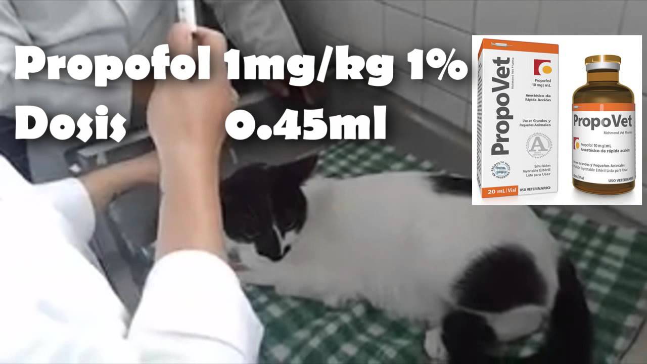 Mecanismo de acción de farmacos anestesicos en un Felino