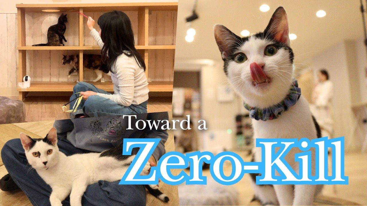今日明日を生きられない猫たちのために — 保護猫カフェ『ねこかつ』さんでインタビュー取材！（日本語/英語字幕/ふりがなPDF）