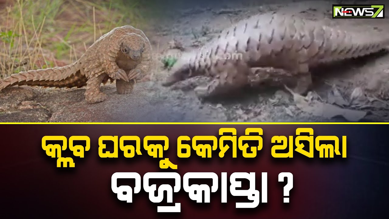 Pangolin Rescued From Cuttack&rsquo;s Athagarh