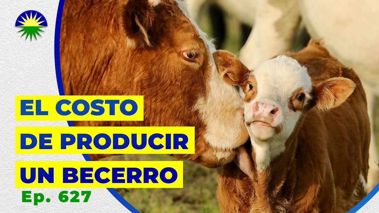 627. El Costo de producir un becerro