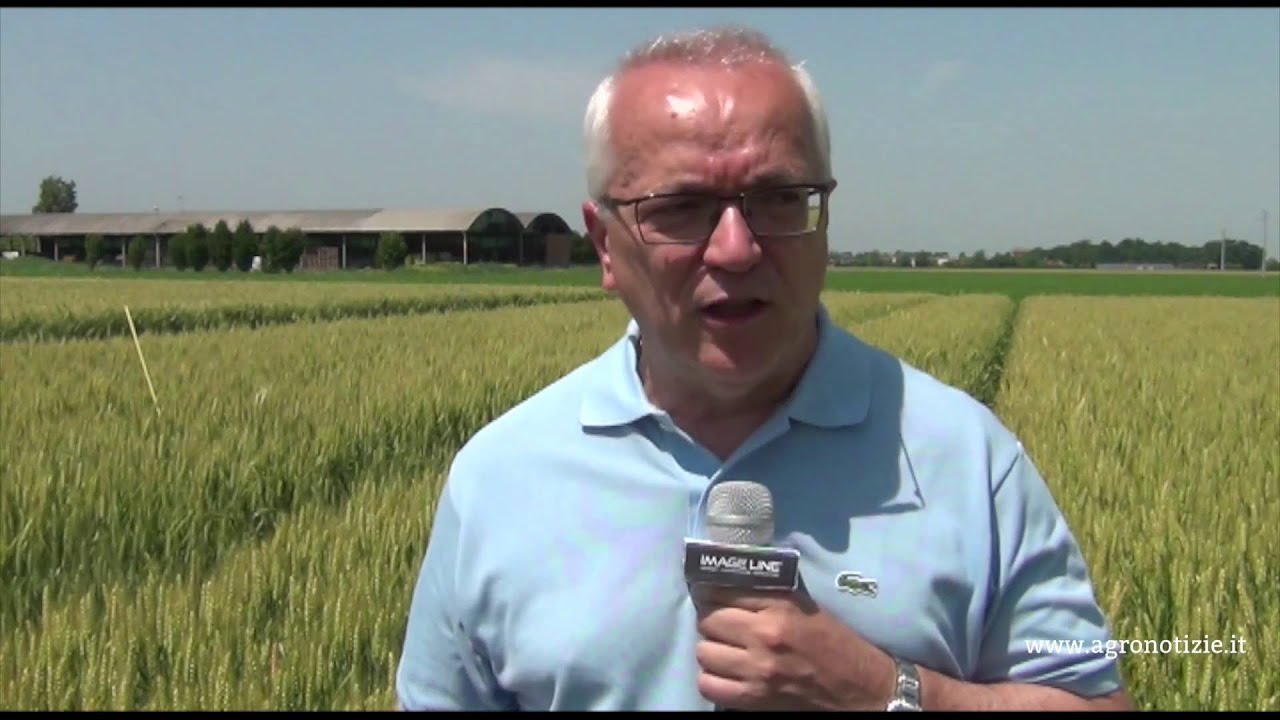 Piattaforma Cereali a paglia - in campo con C. Pivi BASF