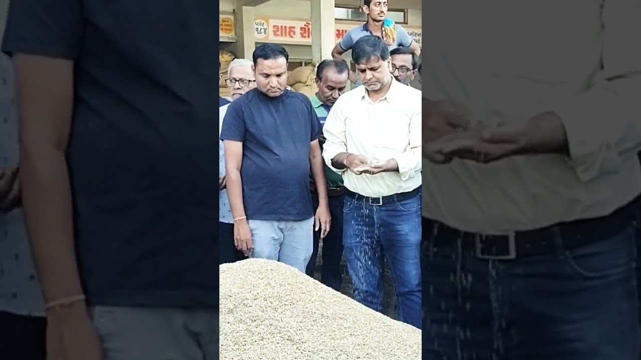 Unjha Spice Hub _ APMC Market Visit _ Zeera (Cumin)Auction at Unjha, Gujarat on 12/10/2023