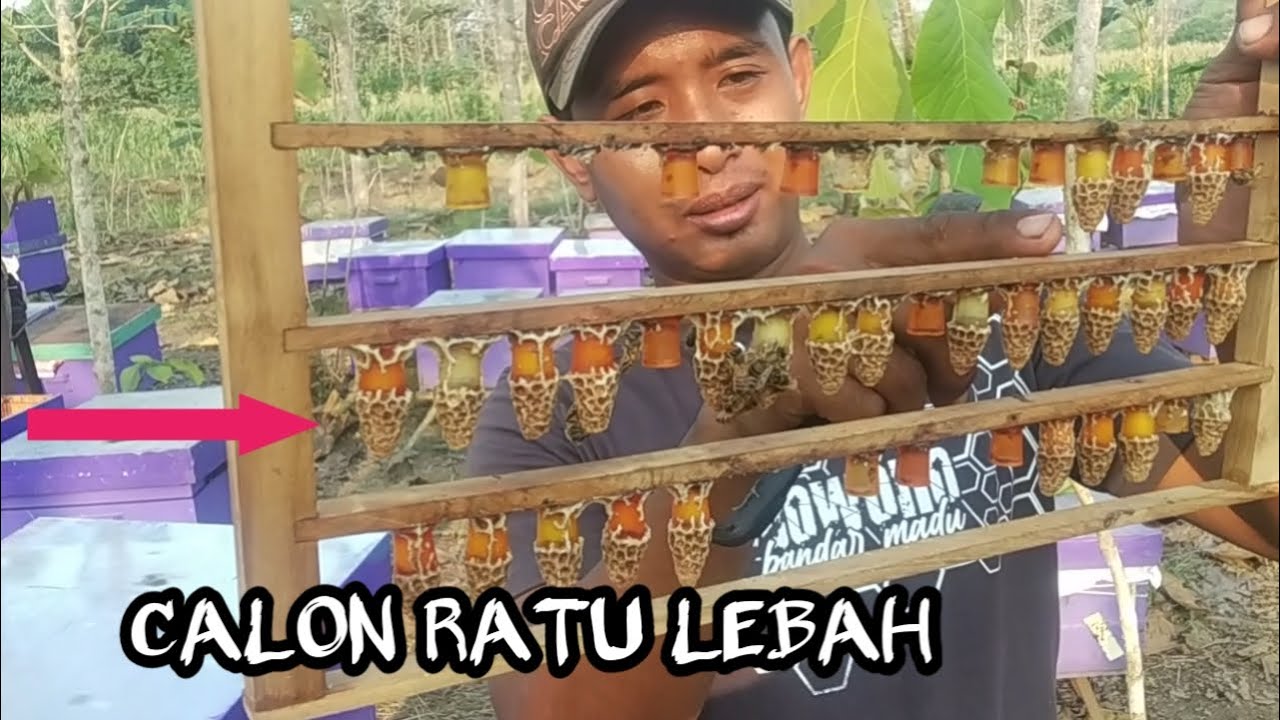 cara memecah koloni lebah Melifera | BUDIDAYA LEBAH