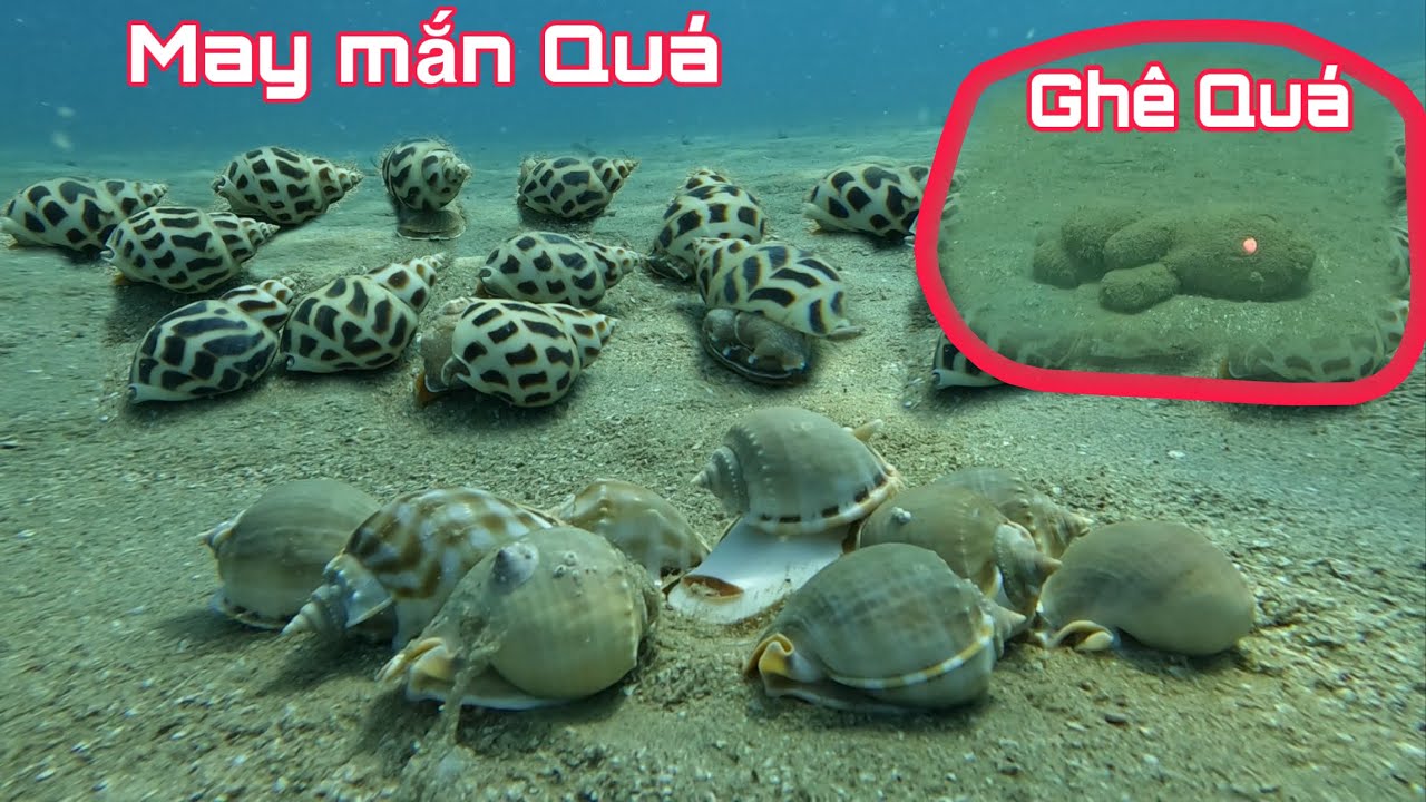 May Mắn Phát Hiện Ốc Hương Cồ Trên Điểm Tàu Đắm  Chìm P1