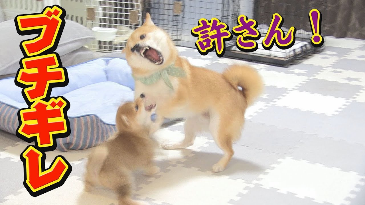 柴犬のケンカを止めずに見守ったら感動した♪