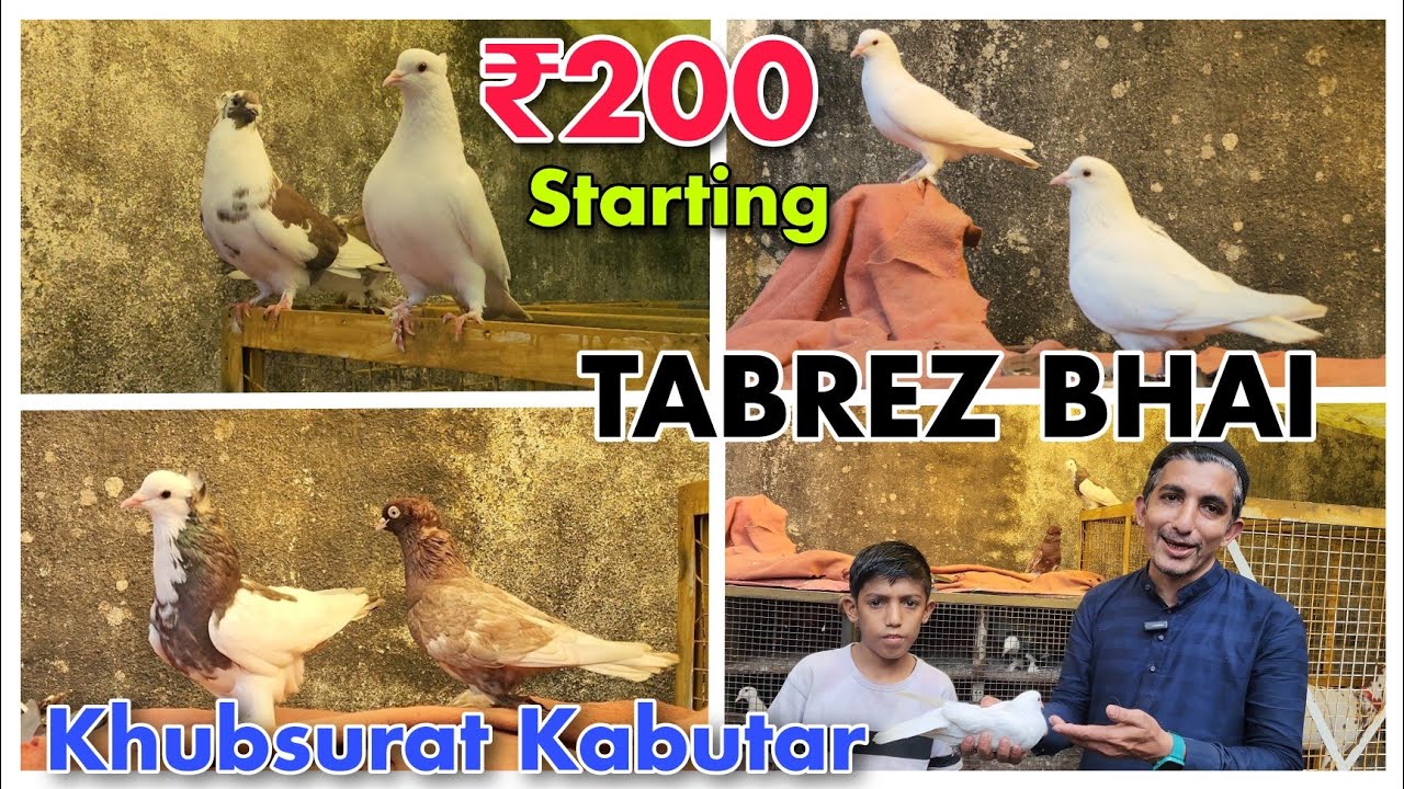 Beautiful Pigeon Desi Breeding At TABREZ BHAI | Khubsurat Kabootar In Bhiwandi