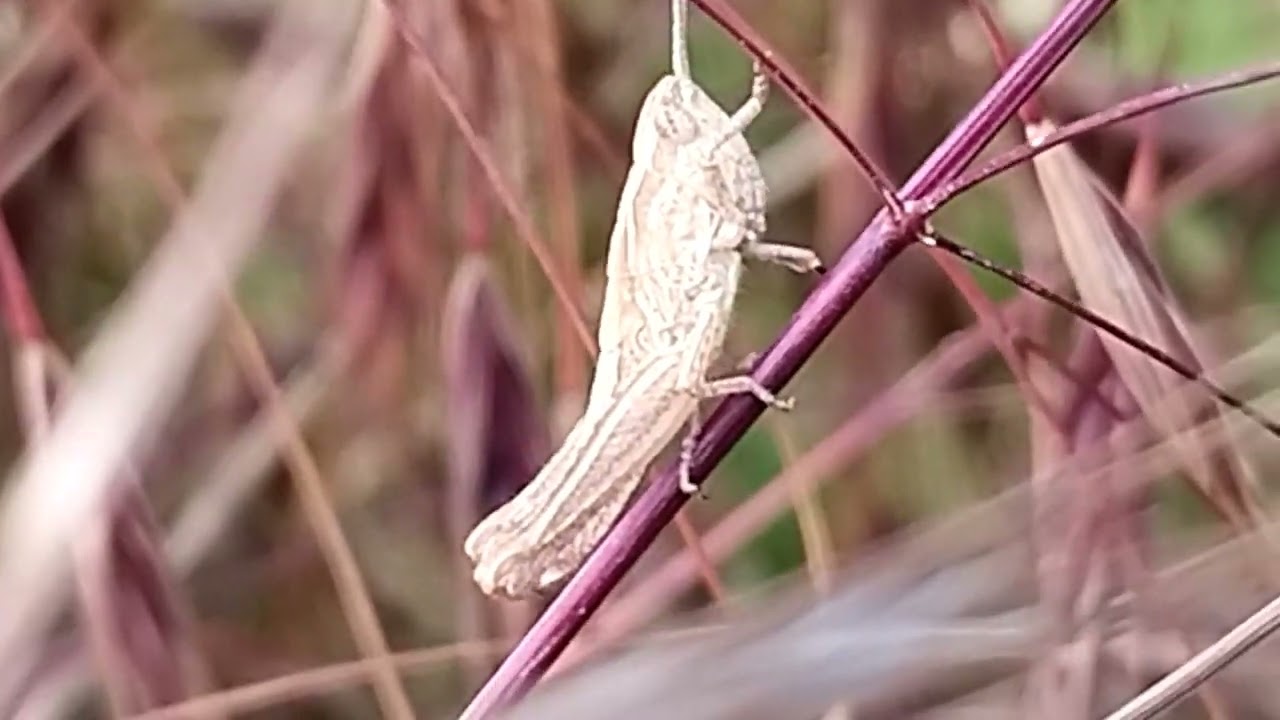 Insekten retten die Welt. Der Insekten Welt