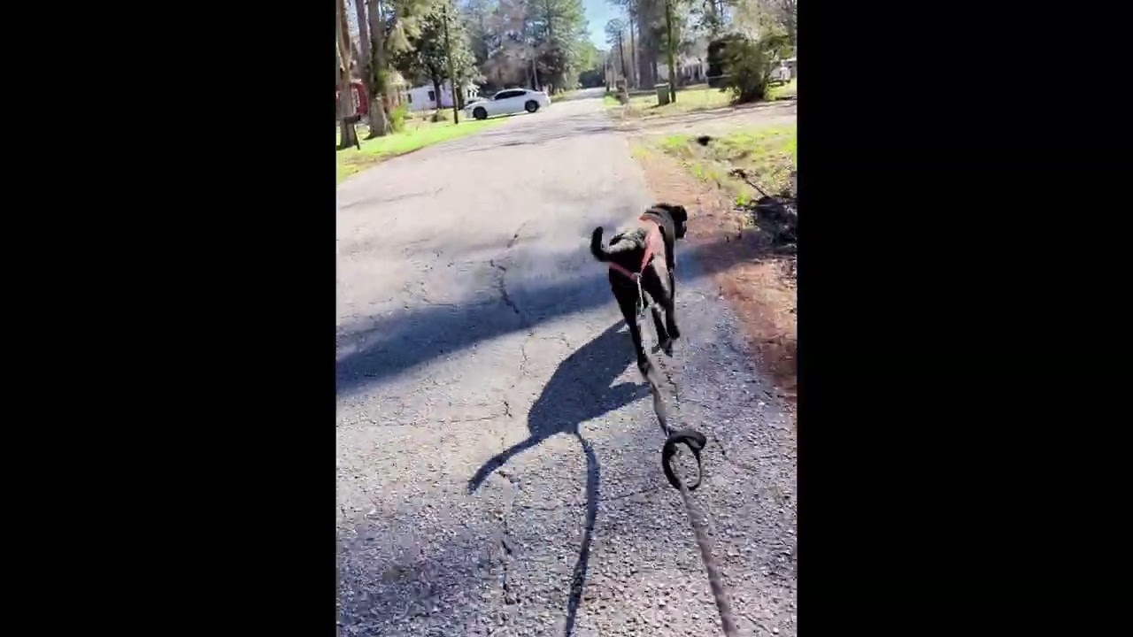 Bikejoring Dryland Dog Sledding Music Video for Right Side of Brain Airbrushing, Painting, & Drawing