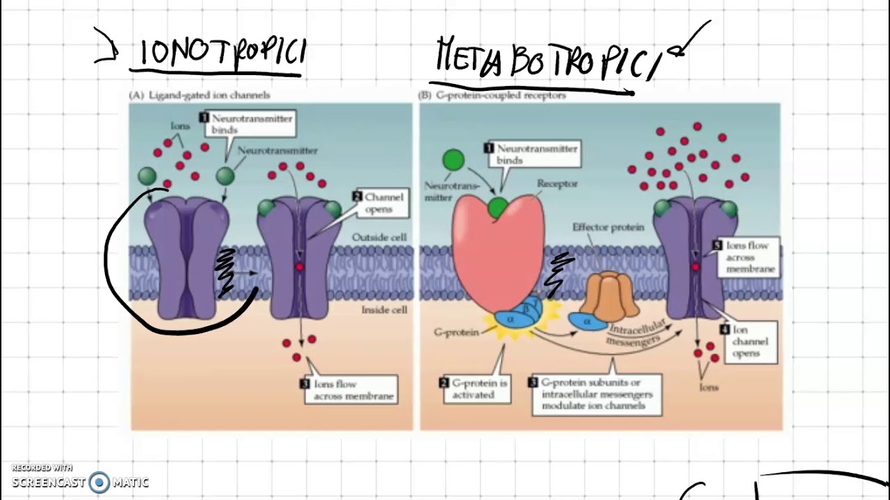 Recettori ionotropici e metabotropici