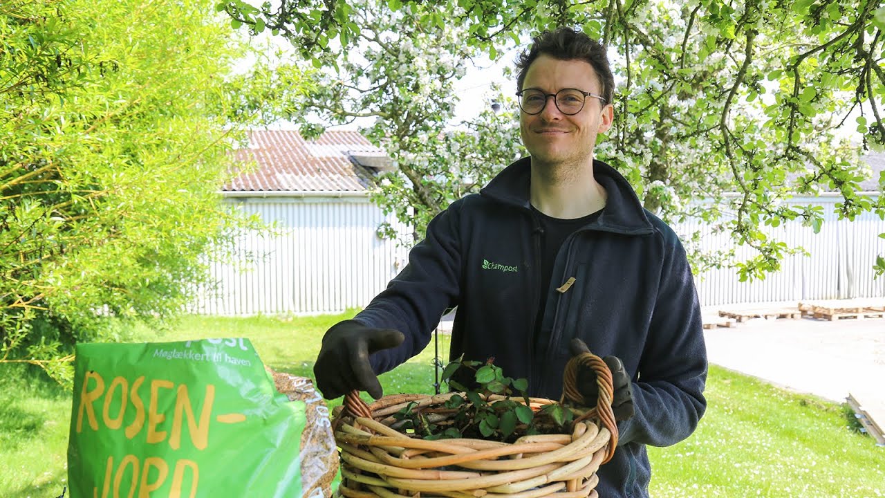 Roser i krukker med Henrik fra Champost
