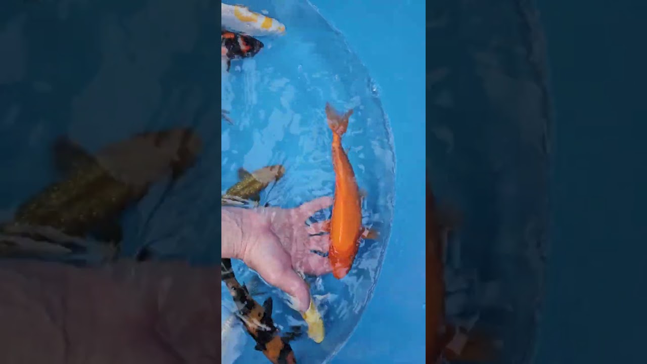 Unpacking and describing new koi from Yoshikigoi Poland