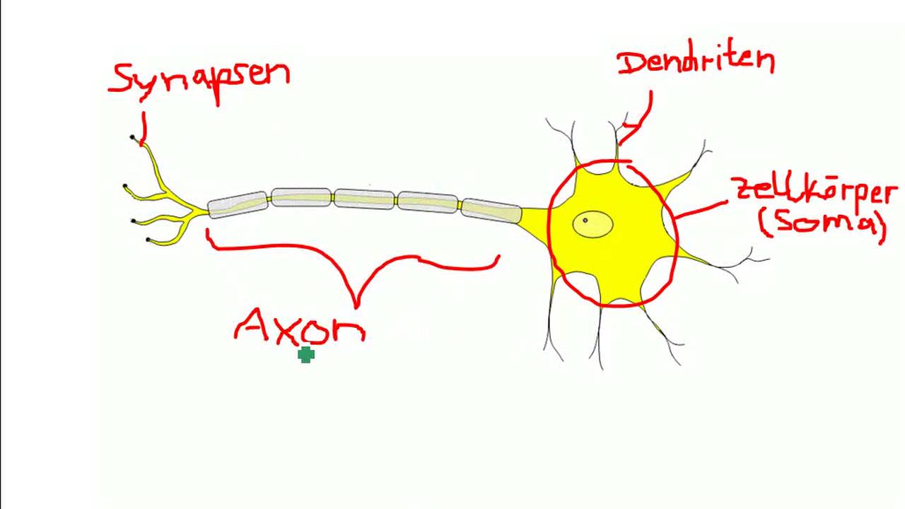 Nervenzelle Aufbau (unbedingt Beschreibung beachten!)