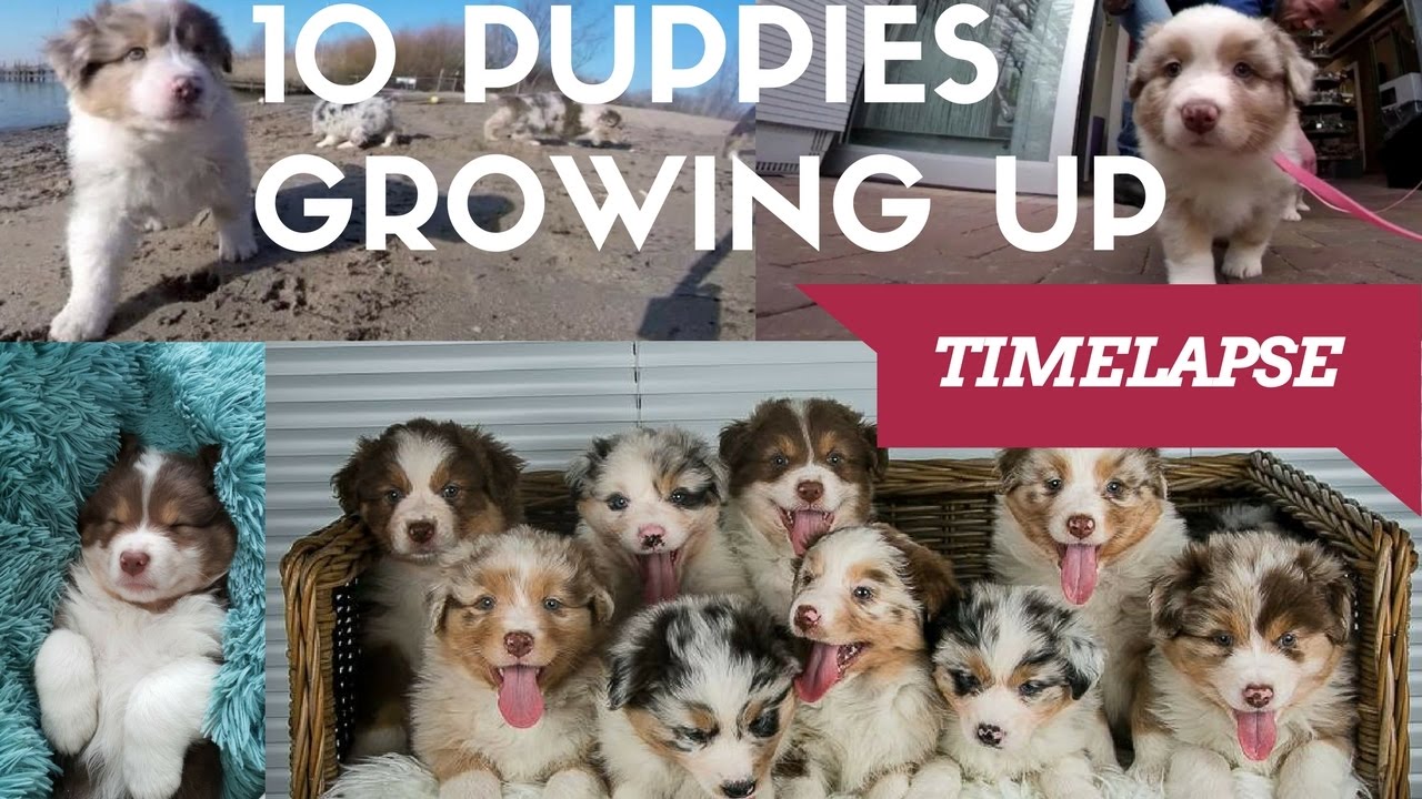 10 Puppies Growing up! | Australian Shepherds Timelapse