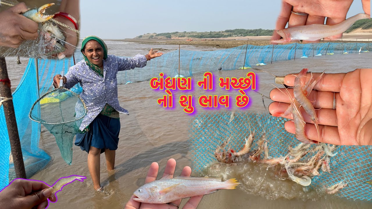 બંધણ મા ઘણા પ્રકાર ની મચ્છી આવી 🐠🐟 jinga.crab fishing. 🎣 dariyai khedut@desirasoikathiyawadi 