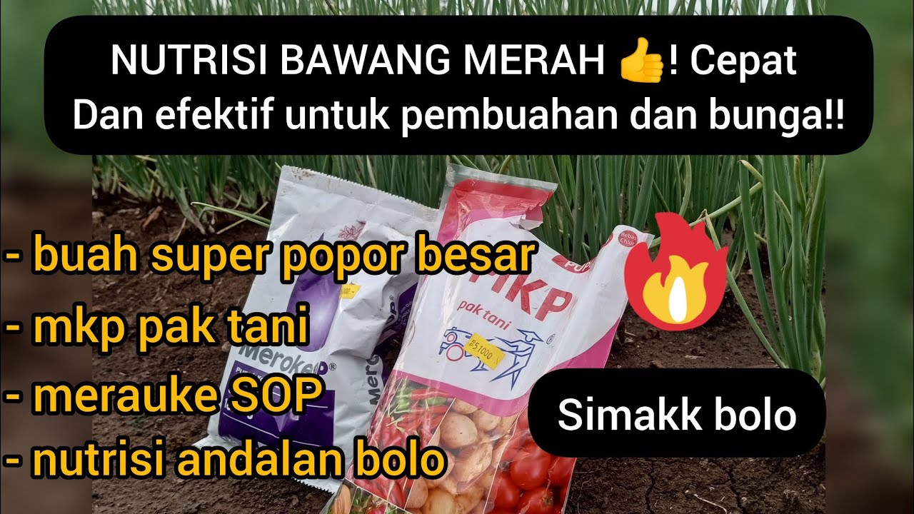 NUTRISI BAWANG MERAH👍!! pertumbuhan cepat, pembuahan dan pembungaan maksimal!!