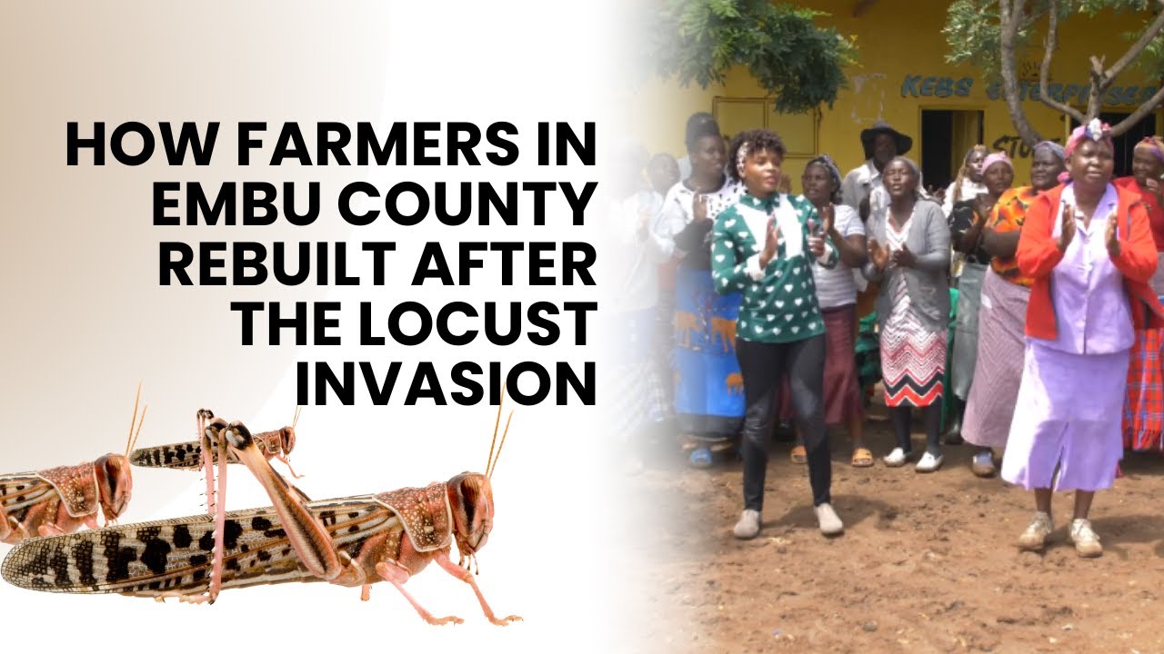 From Desolation to Jubilation | How farmers Recovered from Locust Invasion in Embu County