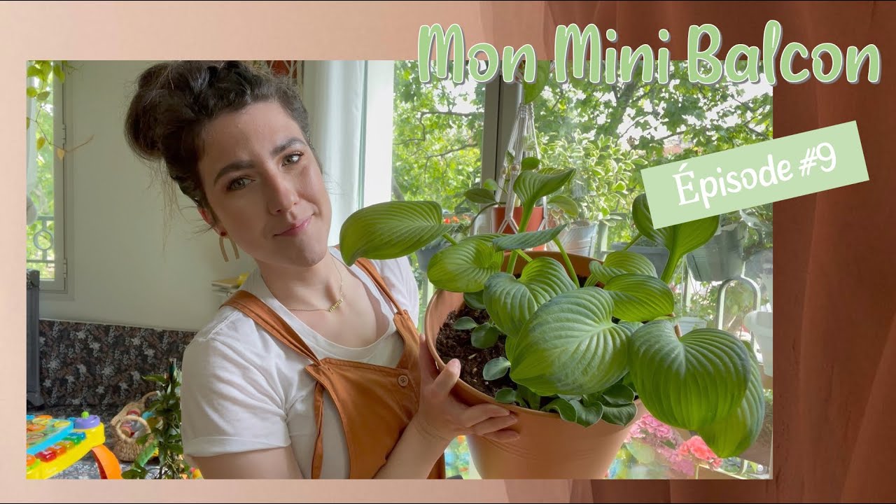 Trifoliums, Dipladenia, Passiflore & Géranium - Mon mini Balcon, épisode #9