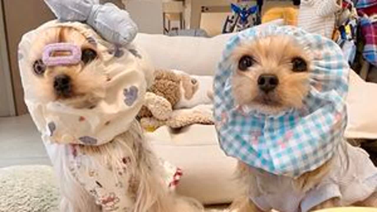 快来云养狗❗️早晨养两只约克夏都做什么。养粘人小狗的注意事项：“每天都要说爱它每天都要夸它每天都要亲它”#vlog十亿流量扶持计划 #养狗经验分享 #养狗日常 #第一视角 #约克夏 @抖音...