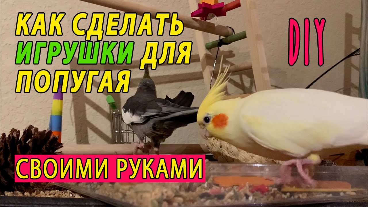 КАК СДЕЛАТЬ ИГРУШКИ ДЛЯ ПОПУГАЕВ СВОИМИ РУКАМИ | СЕКРЕТНЫЙ ИНГРИДИЕНТ О КОТОРОМ ВЫ НЕ ЗНАЛИ