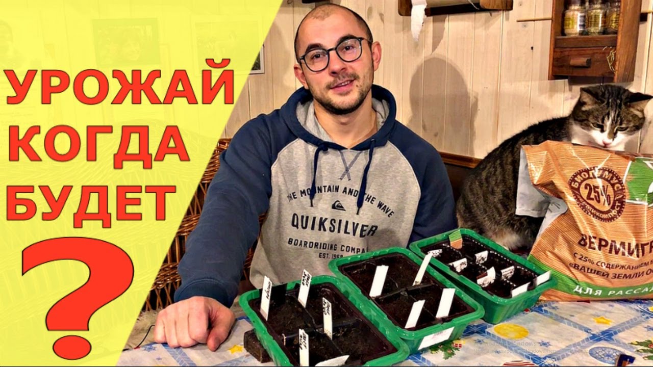 ПОЧЕМУ сею РАНО помидоры на рассаду?