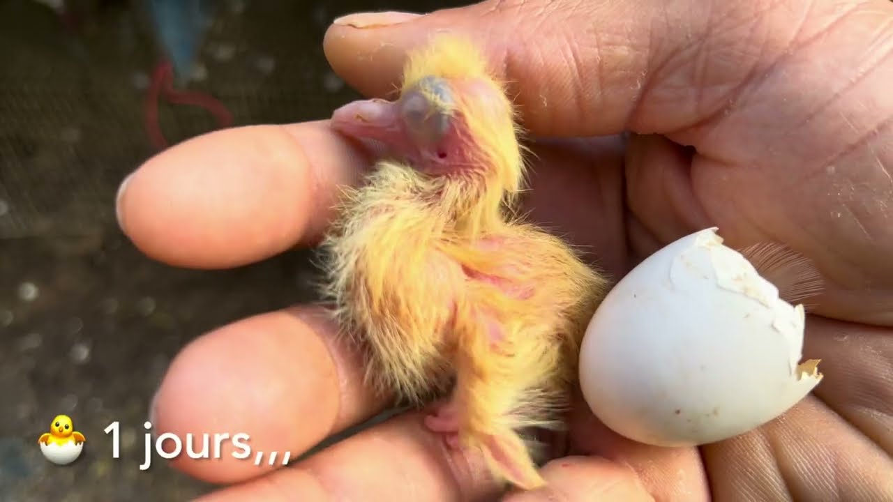 L'incroyable transformation d'un b&eacute;b&eacute; pigeon hubbel en 30 jours