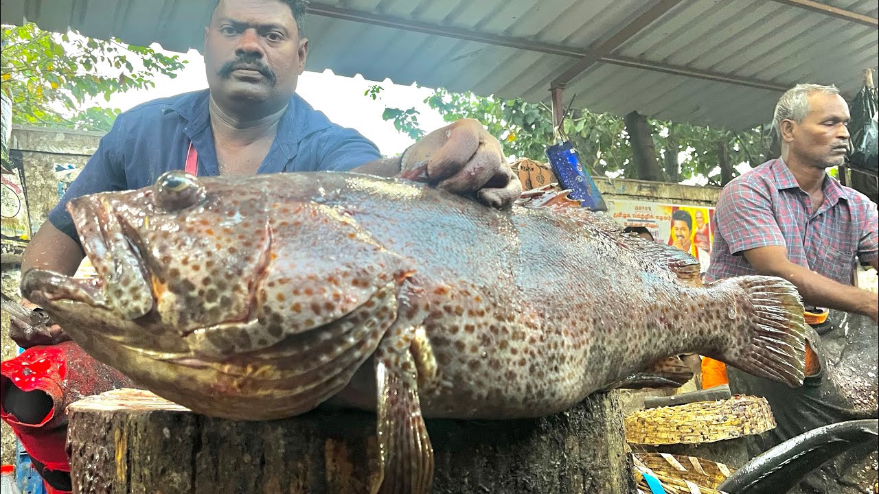 KASIMEDU SPEEDSELVAM BIG SIZE BROWN   KALAVAN   FISH CUTTING VIDEO #kasimeduselvam #fishcutting 