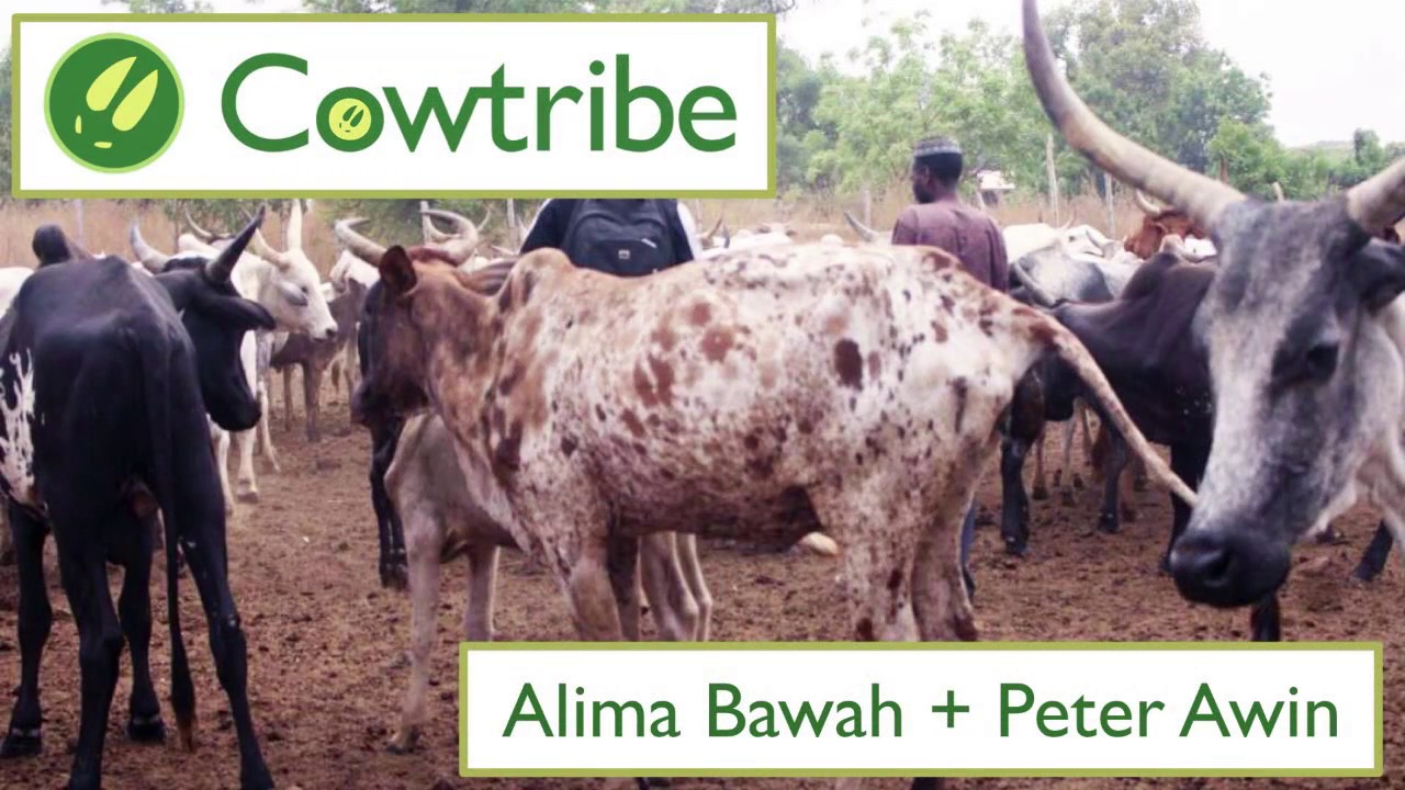 Cowtribe