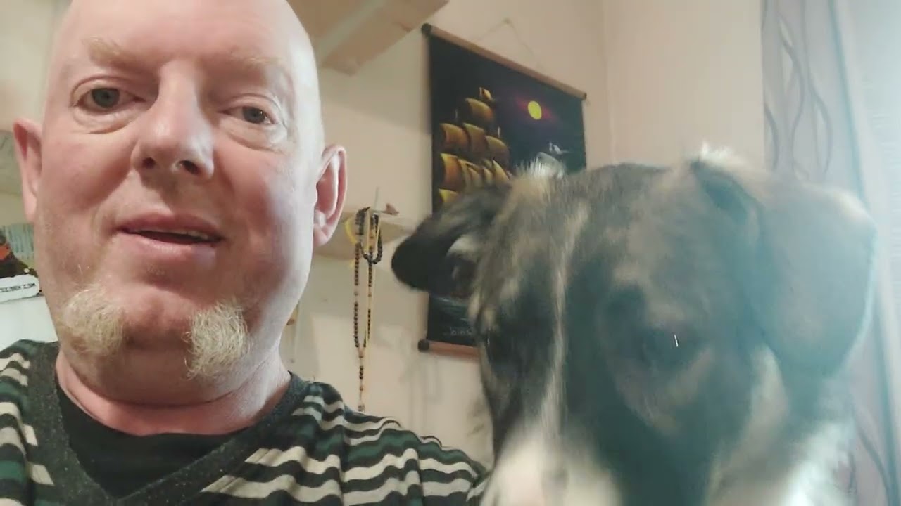 Unsere Hunde beim austoben. 