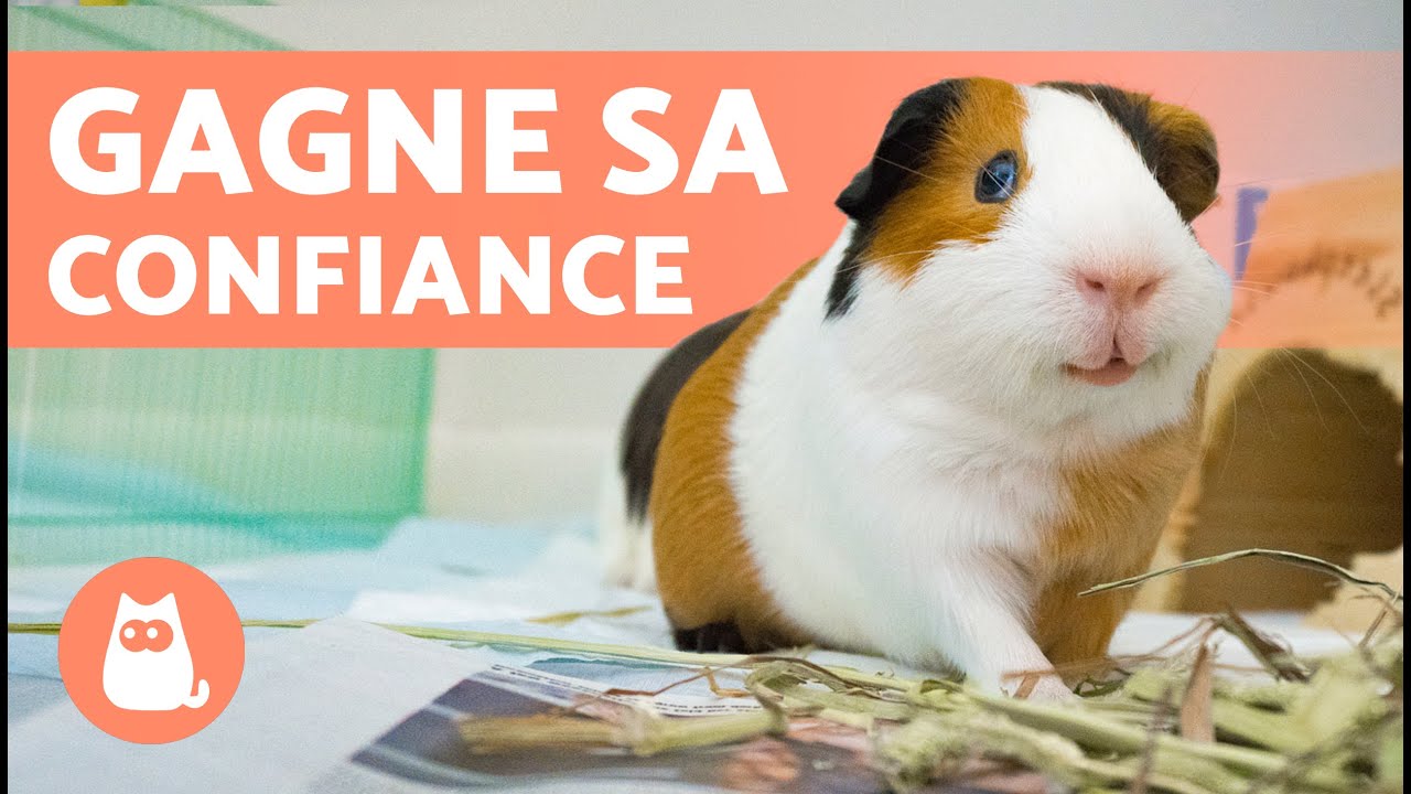 Comment APPRIVOISER un COCHON D’INDE 🐹 4 conseils et astuces