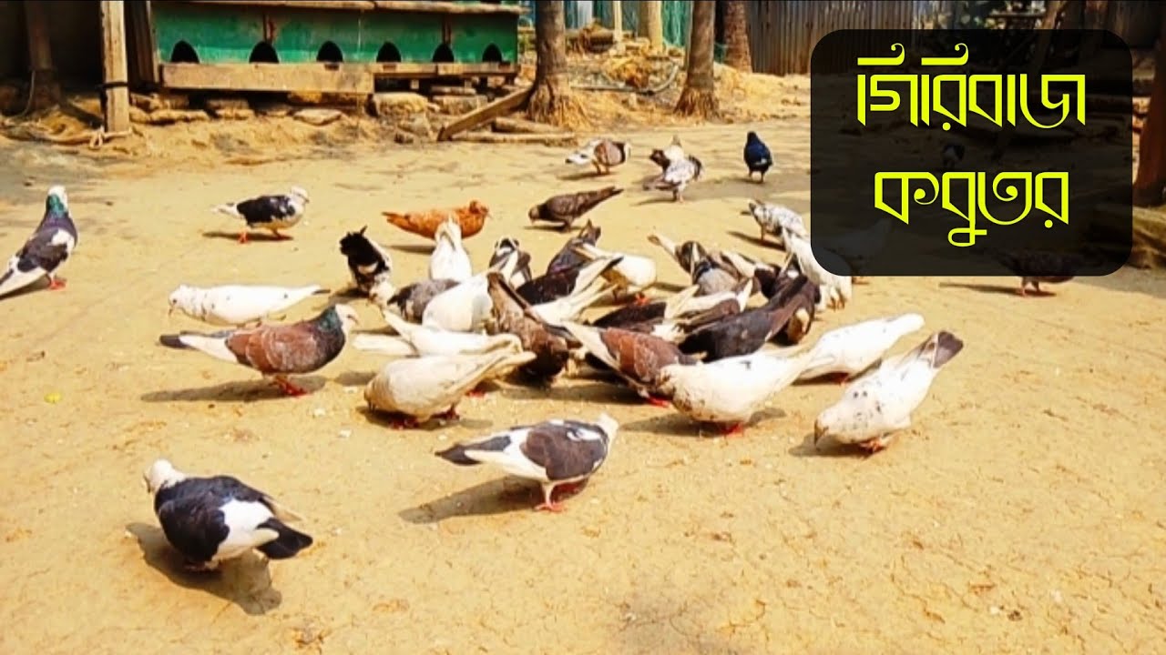 Beautiful pigeons video in the world | amazing pigeons video | কবুতর | গিরিবাজ কবুতর 