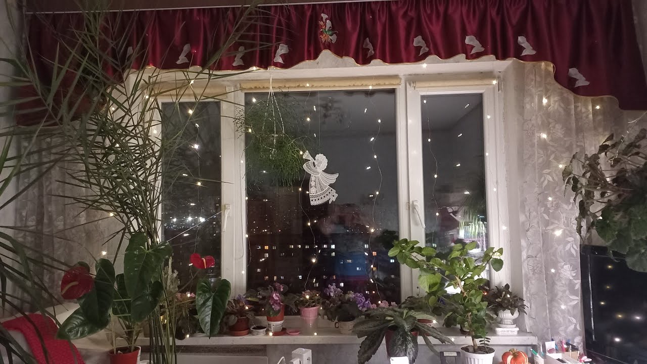 5.12.2025 р.Рослини виштовхують нас😜😢для нас все менше простору залишається.
