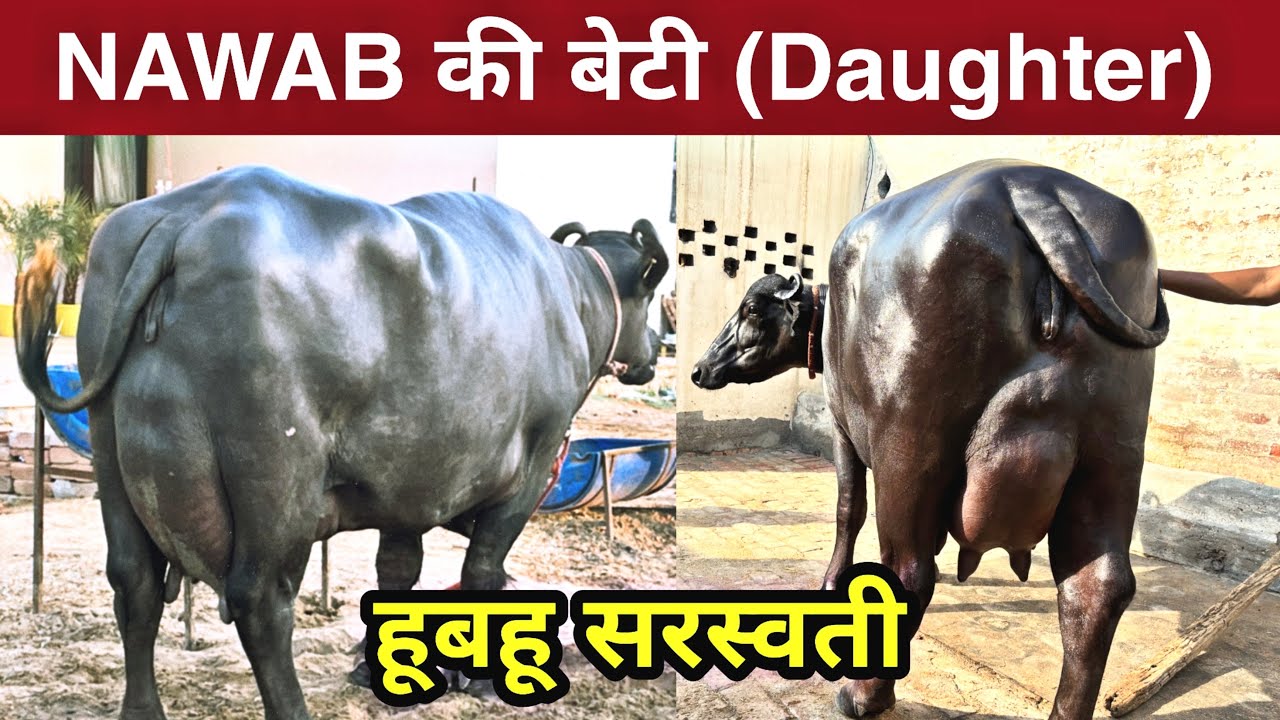 Daughter of Nawab ❤️❤️ Most Dominant Murrah Bull in India 🇮🇳 नवाब निकाल रहा हुबहू सरस्वती की कॉपी