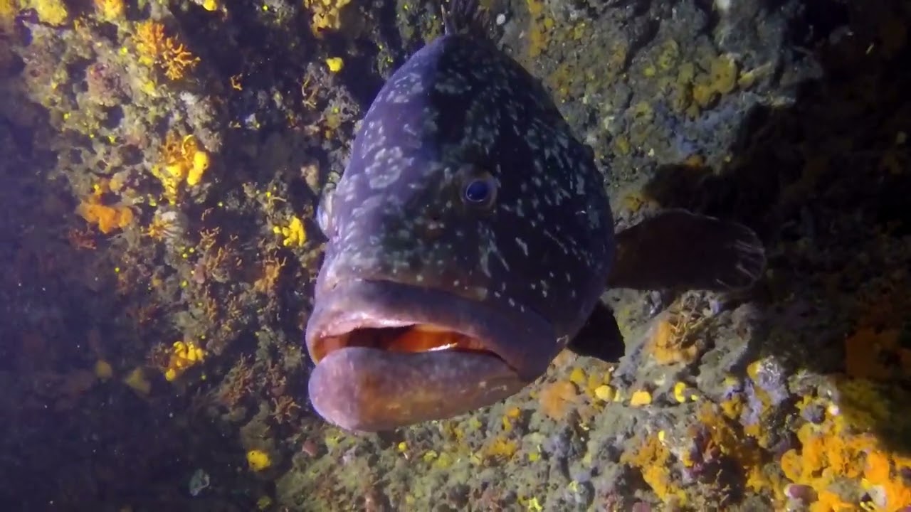 08-09-2024 IMMERSIONS A LES MEDES AMB VILASUB