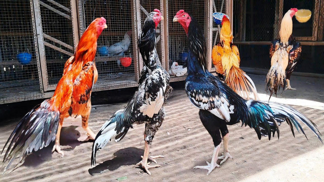 MELIHAT PERKEMBANGAN AYAM DIKANDANG ADIJAYA FARM | JUMAT 12 Juli 2024