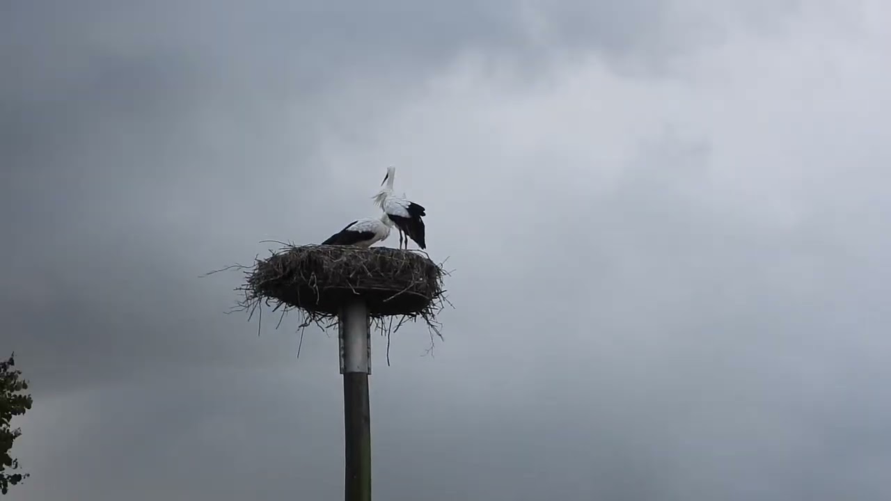 White storks in Denmark Jejsing 23 august 2025