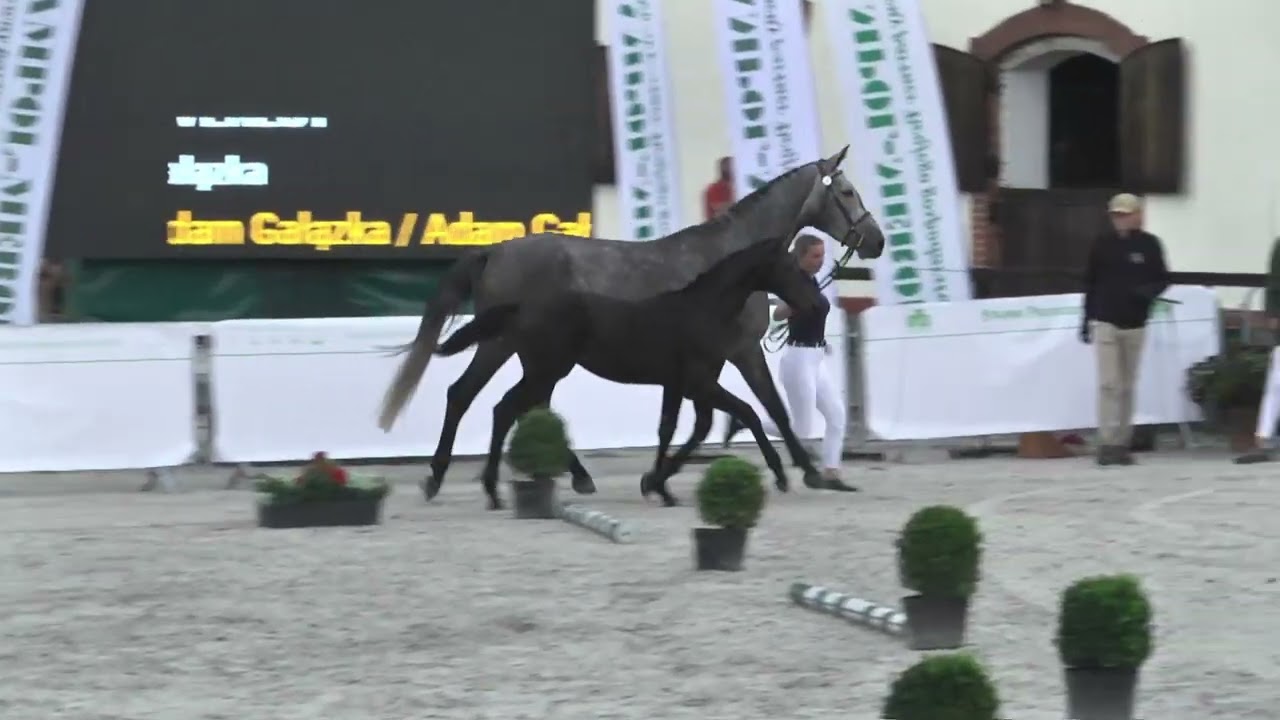 REVEREST (Cas Casall- R-Rotika/ Castle Rock- Pikador) colt 2022