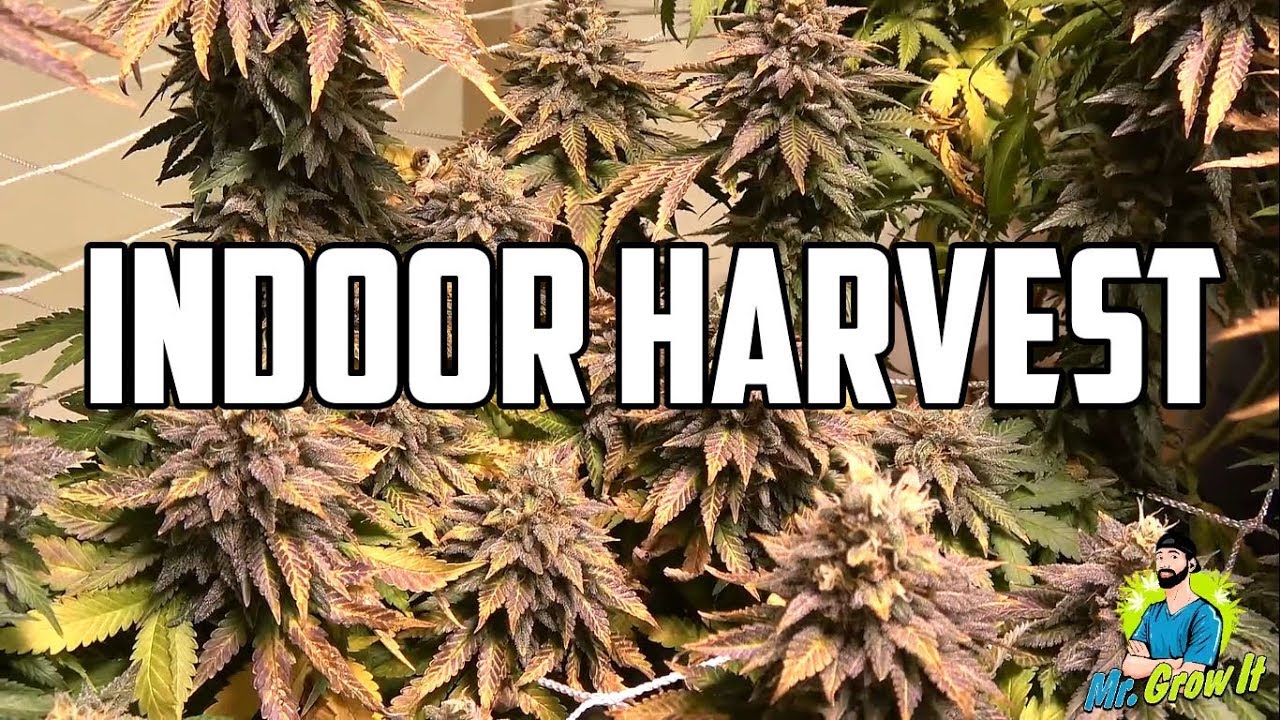 2 4 LB CANNABIS HARVEST! INDOOR MEDICAL MARIJUANA GROW