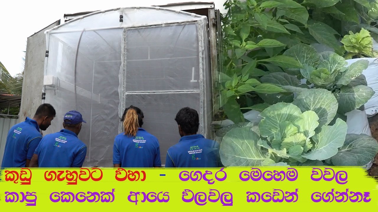 අවුවට වැස්ස විතරක් නෙමෙයි කිසිම ලෙඩක් නෑ. කඩෙන් ගන්න එලවලුයි මේවයි අහසයි පොලවෛ වගේ  mini greenhouse