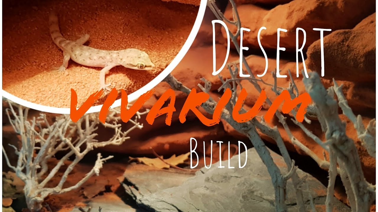 NATURAL VIVARIUM BUILD | Desert Habitat for Tropiocolotes Steudneri
