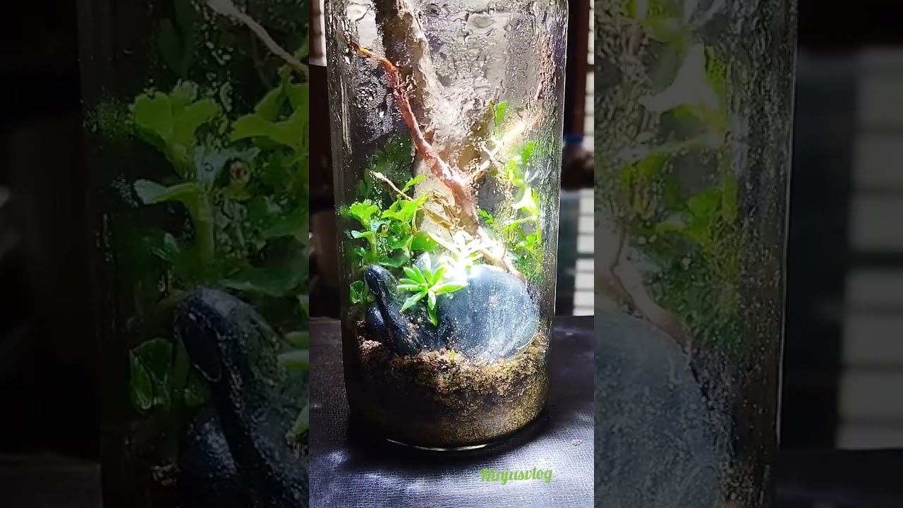 one month old closed Terrarium 