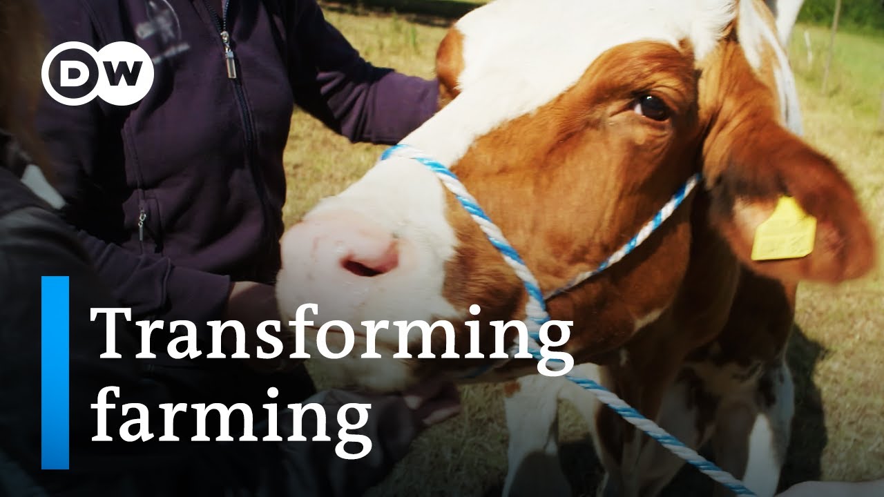 Profit vs. ethics: Saving livestock from the slaughterhouse | DW Documentary