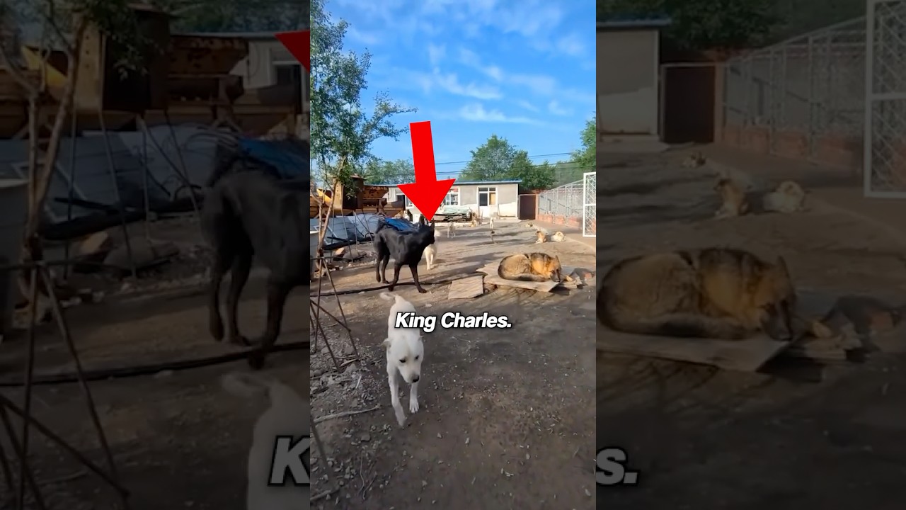 This is how an alpha dog disciplines his pack #dogs #pets