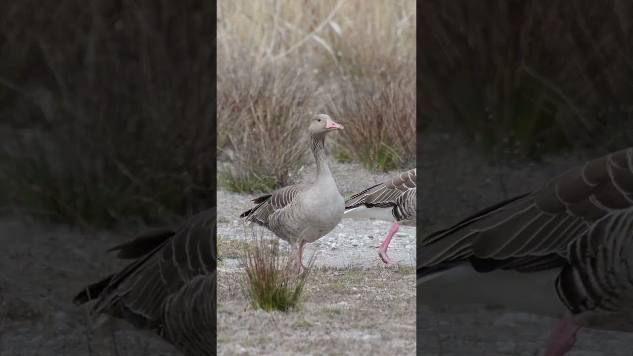 Greylag goose 🪶, Anser anser,  Graugans .........#bird #birds  #birdlife #goose #wildlife